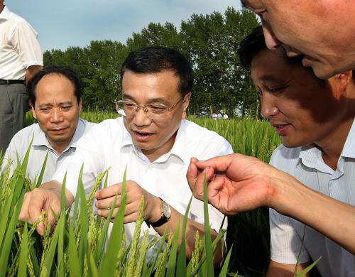 8月6日至9日,中共中央政治局常委、国务院副总理李克强在黑龙江考察。这是8月6日,李克强在位于三江平原的农垦红兴隆分局友谊农场察看水稻示范田,了解庄稼长势。新华社记者 兰红光 摄