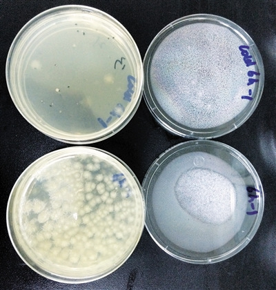 冷藏条件下样品(左)及常温下样品(右)中菌落总数对比明显。