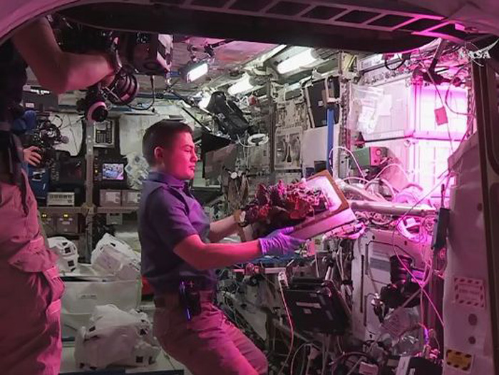 国际空间站粉红温室内生菜丰收 宇航员首尝鲜