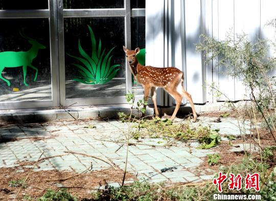 台赠大陆梅花鹿第三胎鹿宝宝满月取名“天天” 台赠大陆梅花鹿第三胎鹿宝宝满月取名“天天”