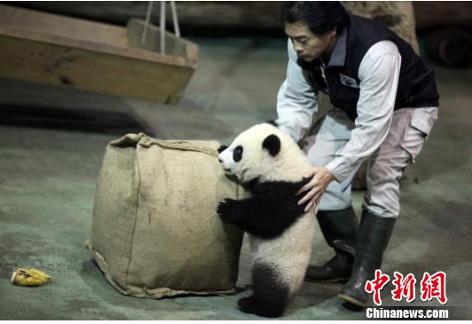 “熊猫爸爸”张和民探望“圆仔”(图)