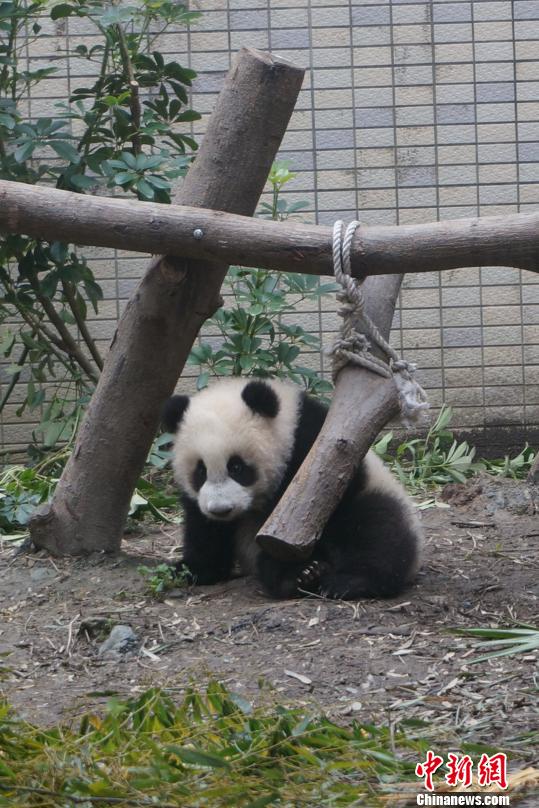 22452人次!“圆仔”见客第六日观众突破2万(图) 22452人次!“圆仔”见客第六日观众突破2万(图)