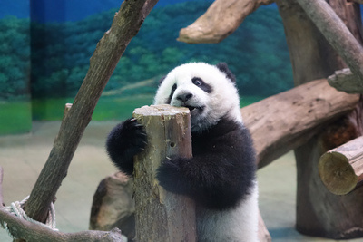 “圆仔”亮相第8天自己打卡上班独当一面(图)