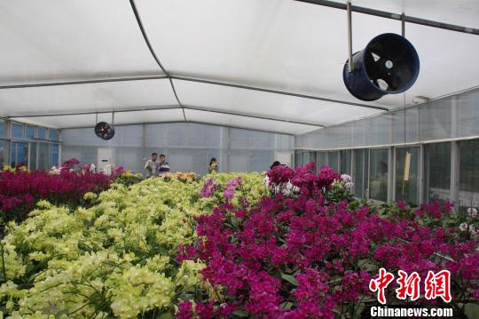 两岸花博会“花·茶”共赏台湾花卉跨海赴“会” 两岸花博会“花·茶”共赏台湾花卉跨海赴“会”