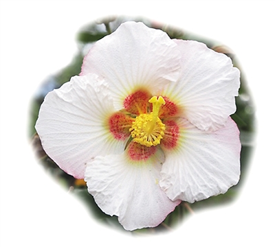 ����̽������̨�Σ�