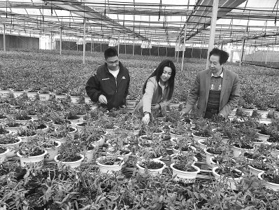 台湾媳妇林翠花的“暖冬”