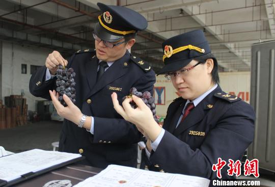 台湾葡萄首登大陆(图)