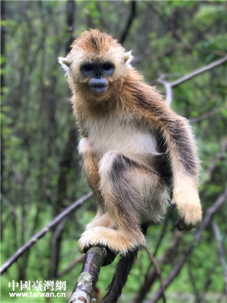 �������ǡ�������ɫ��ë��ɭ�־��顪����ũ�ܴ���˿����й�̨��������