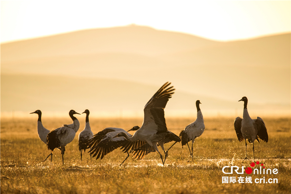 ̨���츮�μǣ��ƺӾ�����һ�� ��ʫ����������_fororder_9