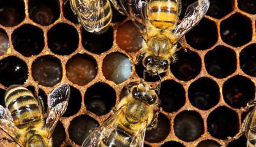 ����Ӱʦ��¼�۷������21��ɳ�����