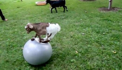 ��Сɽ����ת������ ���滶�ֶ�Ȥ���˰�