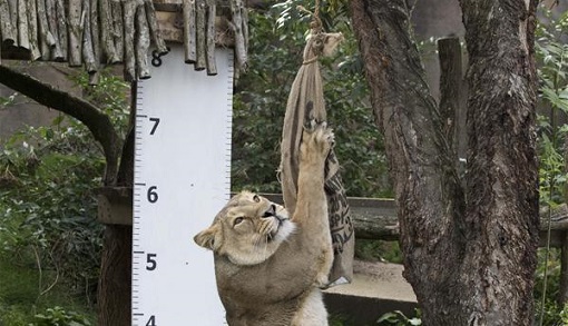 ����԰��ġ��˿��ղ顱