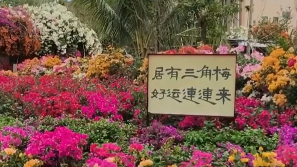 “花卉+旅游+文化”添彩“美丽经济”让乡村振兴“开”出新活力 “花卉+旅游+文化”添彩“美丽经济”让乡村振兴“开”出新活力