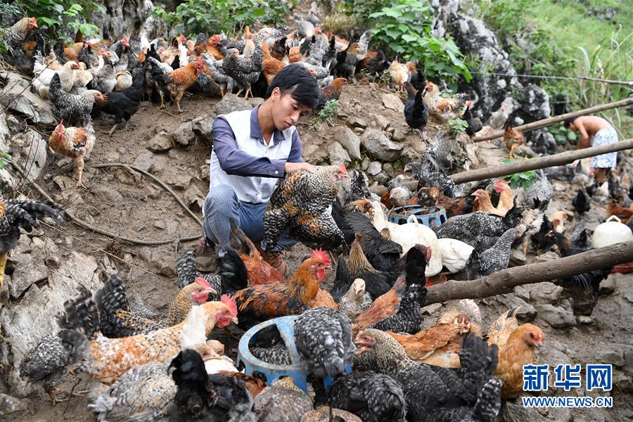 28岁的村支书和他的脱贫“鸡业” 28岁的村支书和他的脱贫“鸡业”