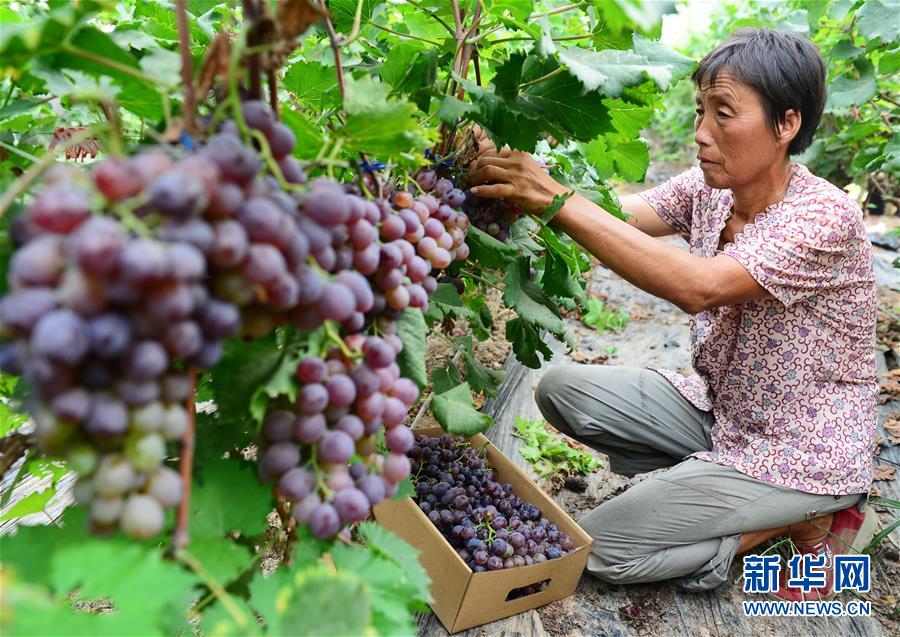 河北武邑:精准施策 合力攻坚“甩穷帽” 河北武邑:精准施策 合力攻坚“甩穷帽”