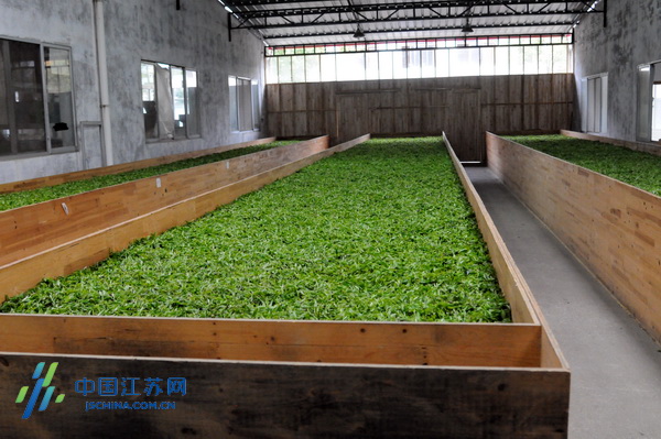 全国网络媒体茶乡行大型采访团走进寿宁御茶园 全国网络媒体茶乡行大型采访团走进寿宁御茶园