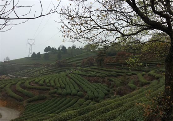 闽东茶·海丝缘“全国网络媒体闽东茶乡行”走进蕉城 闽东茶·海丝缘“全国网络媒体闽东茶乡行”走进蕉城