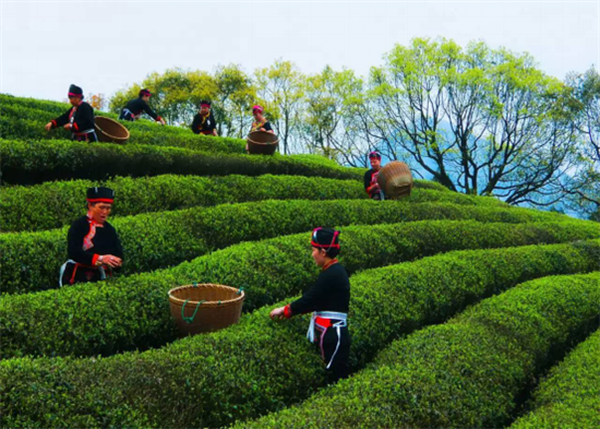 闽东茶·海丝缘“全国网络媒体闽东茶乡行”走进蕉城 闽东茶·海丝缘“全国网络媒体闽东茶乡行”走进蕉城