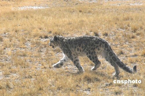 пԺԱǰظԭԵ˹ɽıֲ״仯п죬ں5100׵ݵϷһֻеѩѩǸԭ֣йҪֲغ½ΪΣ 緢 лͼ 