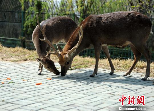 刘公岛为台赠大陆动物“选美”庆祝入住三周年