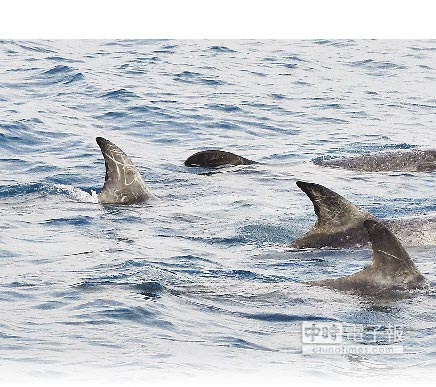 台东赏鲸船遇花纹海豚背鳍有“来”字花纹（图）