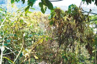 植物界“吸血鬼”日本菟丝子入侵台湾威胁生态