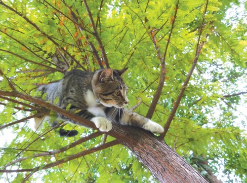 台湾面包店爱爬树“招财猫”网友赞萌翻（图）