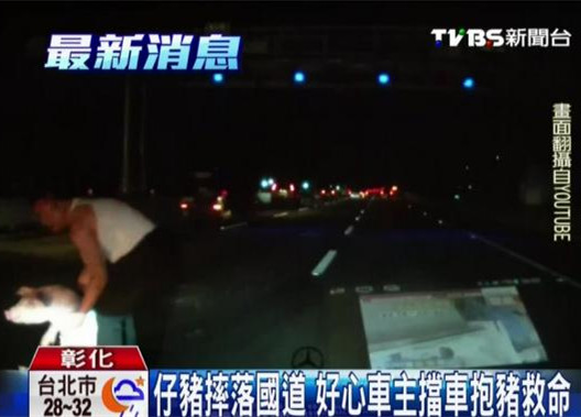 仔猪摔落高速公路 好心车主挡车抱猪救命