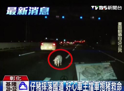 仔猪摔落高速公路 好心车主挡车抱猪救命