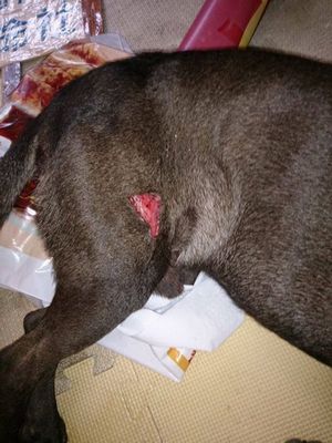 台湾清华大学屡现虐狗事件网友痛批下地狱