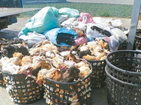 台湾男子载运2.59吨病死鸡疑与禽流感有关遭拦