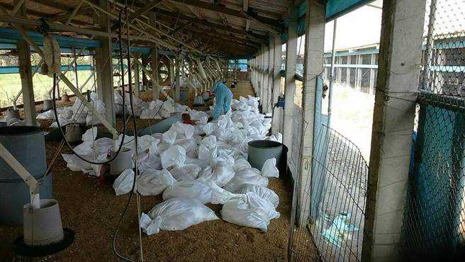 台湾彰化土鸡城二度感染禽流感 2万土鸡遭扑杀