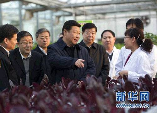 2013年11月27日下午，习近平在山东省农业科学院智能化温室了解农业科技创新情况。 新华社记者谢环驰 摄