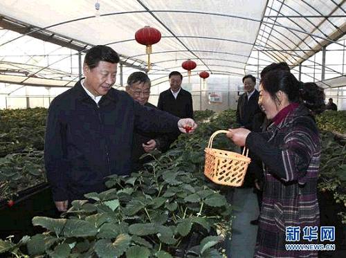 2014年12月13日下午，习近平在镇江市丹徒区世业镇先锋村农业园草莓大棚，实地察看草莓生长情况。新华社记者 兰红光 摄