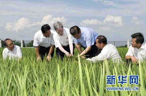 2013年7月22日下午，习近平来到鄂州市鄂城区杜山镇东港村水稻育种基地考察。 新华社记者 黄敬文 摄