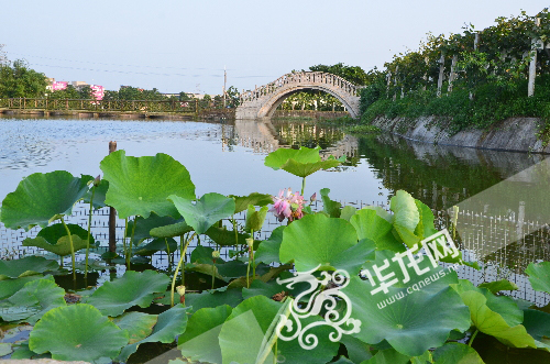 七大“名媛”斗艳“赏花旅游季”
