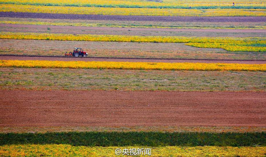 山西黄河滩涂地丰收 “七彩画廊”绵延百里