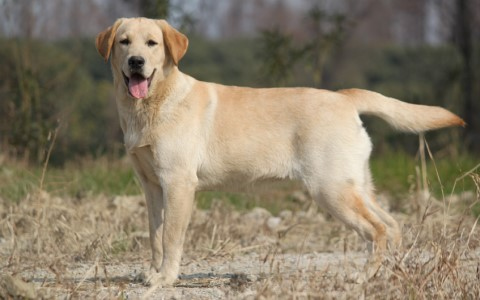 带你看世界：男子陪癌症晚期爱犬踏上旅程度余生