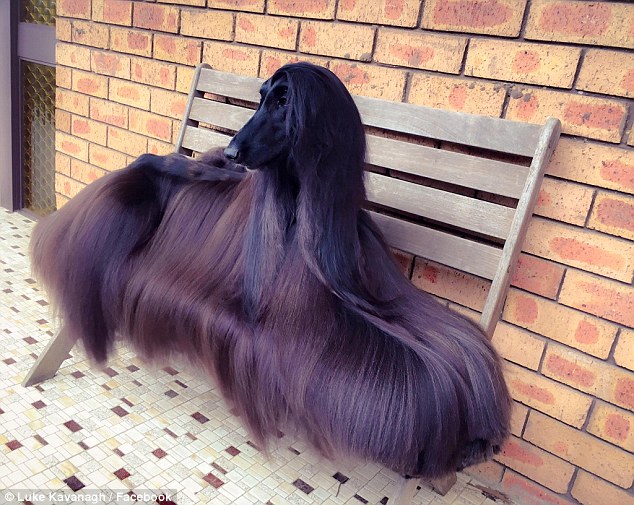 超漂亮阿富汗猎犬因长毛走红社交网络