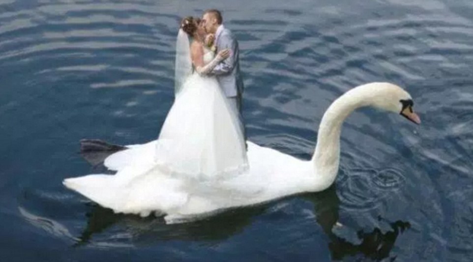俄滑稽婚纱照成主流 合成照片记录奇思妙想