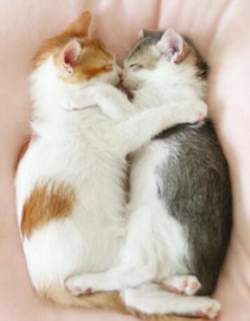 双胞胎猫兄妹抱着才肯睡 姿势同步让人融化了