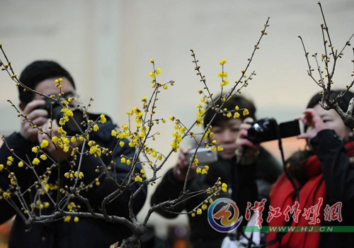 湖北保康首届蜡梅节开幕 台湾梅园园主亲临参观