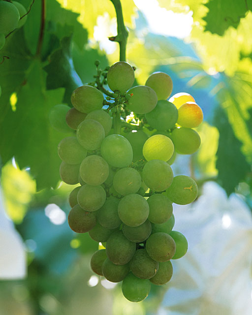 从此,中国在西方列强的魔爪下沦为半殖民地半封建的国家