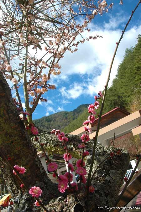 武陵梅花全台最缤纷_中国台湾网