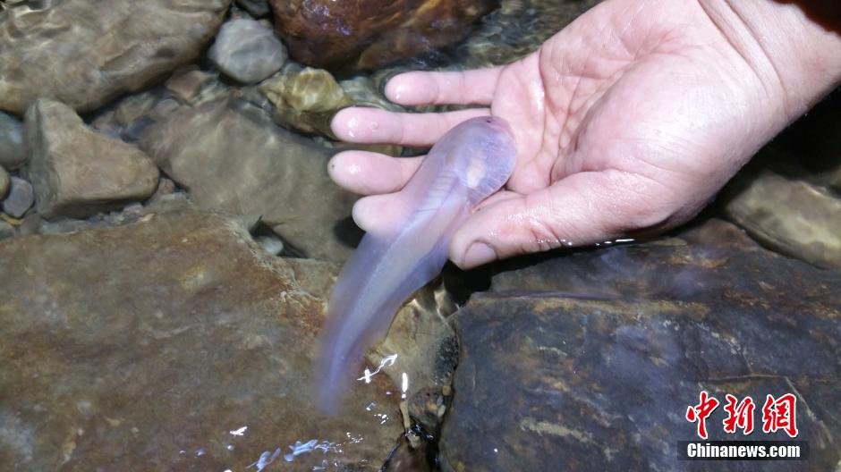 贵州遵义洞穴发现14厘米长巨无霸蝌蚪(组图)