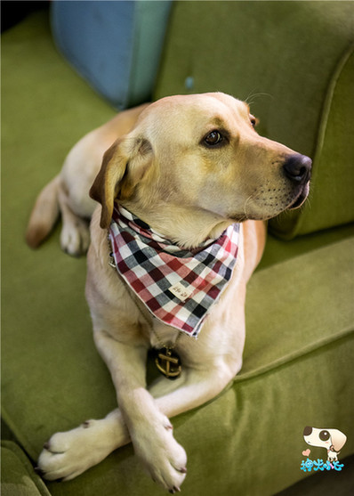 神犬小七制片人何静剖析元素