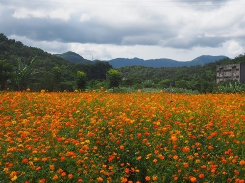 台二丙公路蜿蜒穿行乡间 夏花一路绽放(图) 台二丙公路蜿蜒穿行乡间 夏花一路绽放(图)