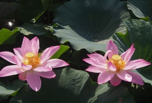 台二丙公路蜿蜒穿行乡间 夏花一路绽放(图) 台二丙公路蜿蜒穿行乡间 夏花一路绽放(图)