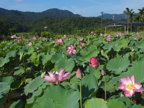 台二丙公路蜿蜒穿行乡间 夏花一路绽放(图) 台二丙公路蜿蜒穿行乡间 夏花一路绽放(图)
