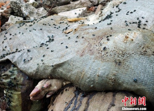 约百头死猪抛尸长江边恶臭熏天